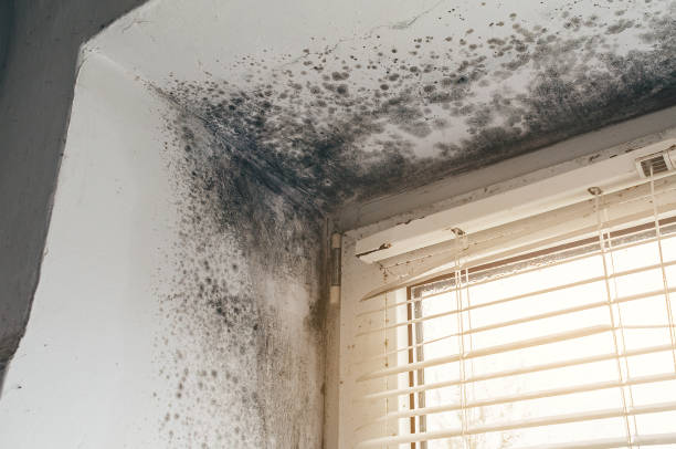 Trusted Attic Mold Removal service in Brighton, CO - Cheap Mold Removal