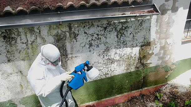 Top rated local Basement Mold Removal specialists in Brighton, CO